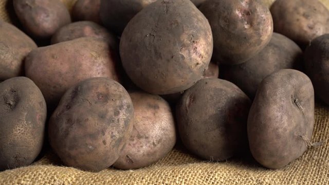 Close up of Guata potatoes rotating on a jute mat 