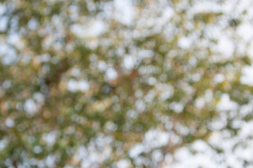 Natural outdoors bokeh in green and yellow tones