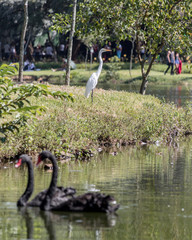 swan and cygnets