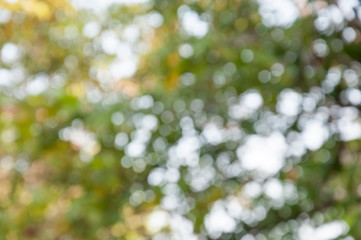 Natural outdoors bokeh in green and yellow tones