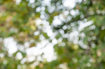 Natural outdoors bokeh in green and yellow tones