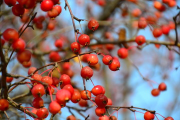 Crab Apples