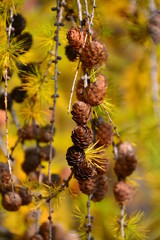 Tamarack Pine Cones