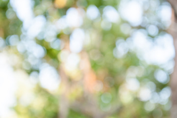 Obraz premium Natural outdoors bokeh in green and yellow tones