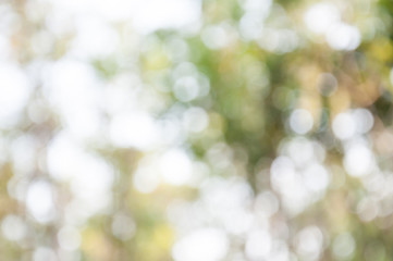 Obraz premium Natural outdoors bokeh in green and yellow tones