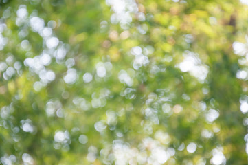 Natural outdoors bokeh in green and yellow tones