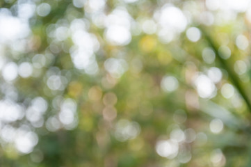 Obraz premium Natural outdoors bokeh in green and yellow tones