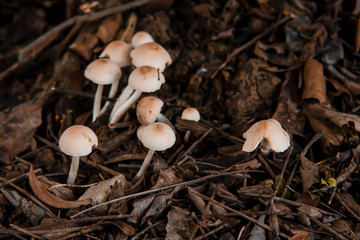 mushroom