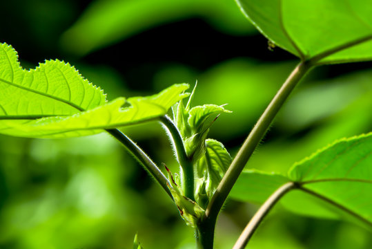 Paper mulberry tree