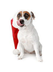 Cute Jack Russell Terrier in Santa Claus hat on white background