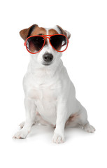 Fototapeta na wymiar Cute Jack Russell Terrier with stylish sunglasses on white background