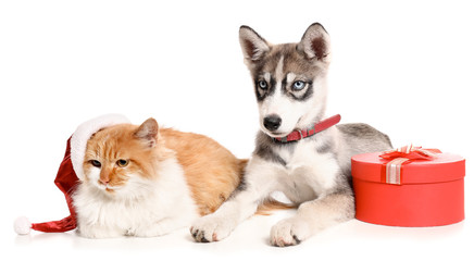 Cute dog and cat with Christmas gift on white background