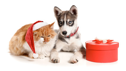Cute dog and cat with Christmas gift on white background