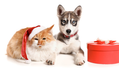 Cute dog and cat with Christmas gift on white background