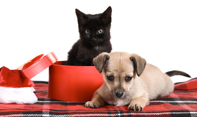 Cute puppy and kitten with Christmas gift box on white background