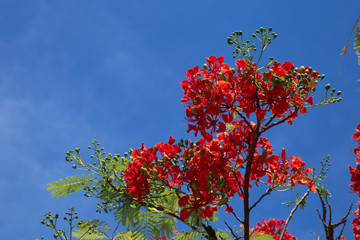 Beautiful red flam boyant tree flowers on blue sky background.