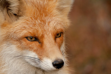 red fox
