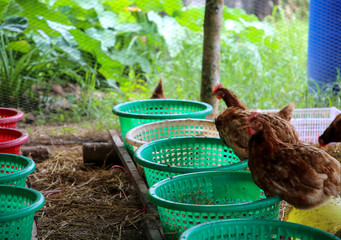 Brown female chicken on a traditional organic hen farm