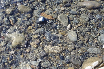 浅瀬を流れるきれいな水