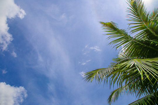 In summer, coconut tree on blue sky background.