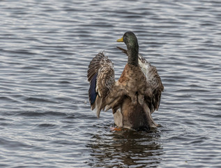 beautiful male drake mallard in northwest Pennsylvania  with wings spread 