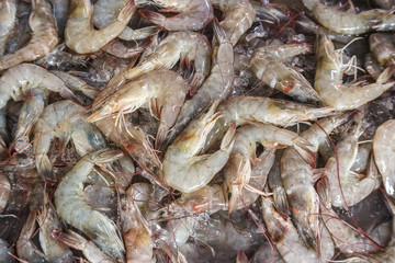 Fresh shrimps on ice from street food market.