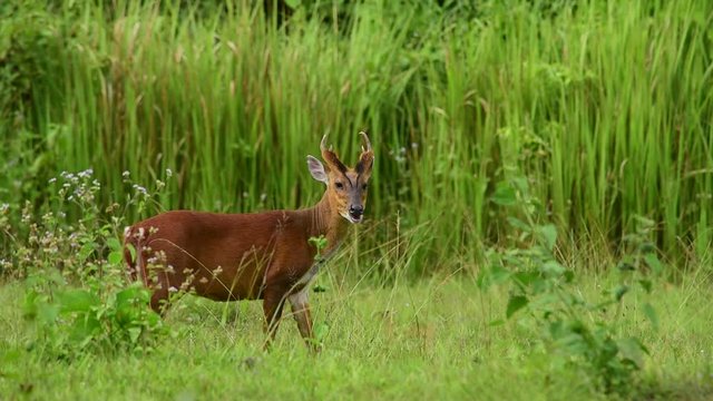 barking deer walking in Khao Yai National Park