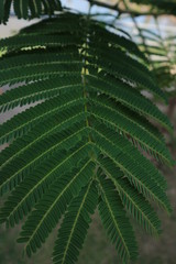 travel kongriver thai-lao ubonratchathani moutian tree sky