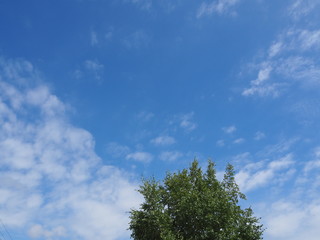 Obraz premium 空と木と