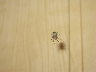 Spider