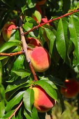 Ripe peaches on the tree closeup, shallow focus