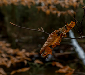 orange autumn leaves with snow covered log in the back ground 