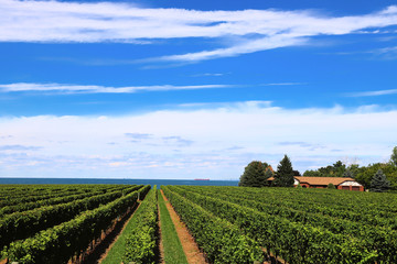 Fototapeta na wymiar Scenic vineyard view: rows of green grape bushes on the blue sky background