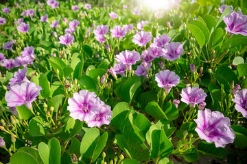 Flower of morning glory In bloom on the beach.
