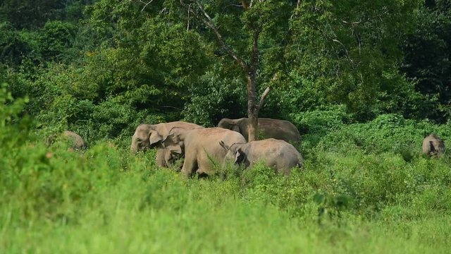 Wild Asian elephant species Living in a tropical forest in Thailand