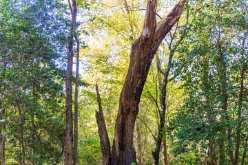 A dead tree outlined in Autumn light deep in a forest.