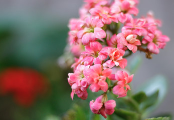 Beautiful Blooming Pink Flowers branch.