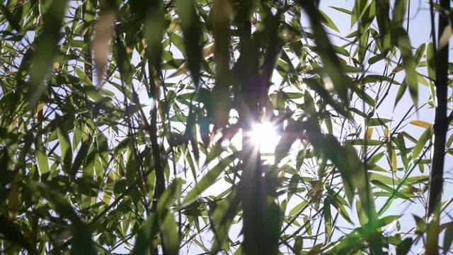 Green Jungle Trees and Palms Against Blue Sky and Shining Sun. Travel Vacation Nature Concept. Look Up View in Tropical Forest Background