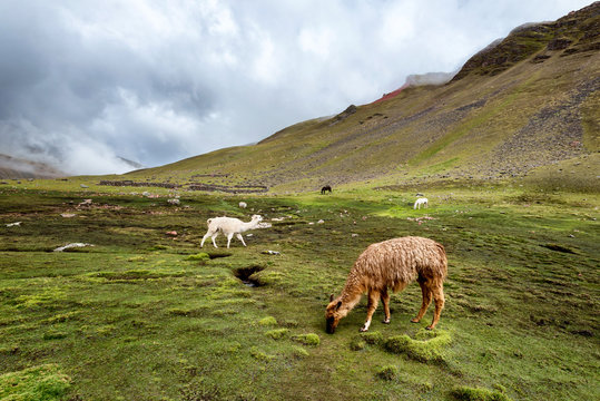 Alpacas grazing in the Andean hillsides of Peru on a cloudy day