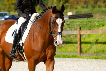 Brown horse in ammunition during the tournament. Fragment of a rider on a horse. Close-up, horizontal, side view, free space. Sport and hobby concept.