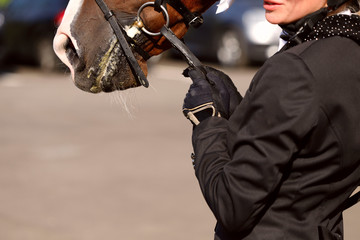 A fragment of the face of a brown horse in ammunition, a fragment of the jockey holding the horse by the reins. Close-up, horizontal, side view, free space. Sport and hobby concept.