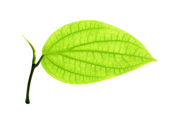 Fototapeta premium Colorful green leaves with vein patterns and reflection from sunshine isolated on white background , clipping path