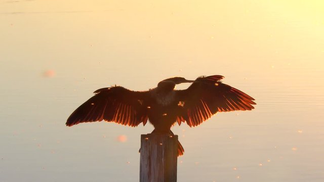 anhinga in Florida wetlands at sunset