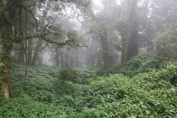 Angkha Nature Study Route, Tropical Rain Forest at Doi Inthanon National Park, Chiang Mai Province, Thailand  