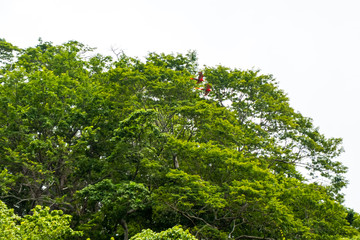 Beautiful aerial view of the Scarlet Macaw on their natural habitat