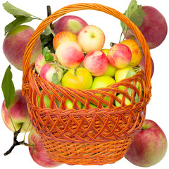Autumn Apples.