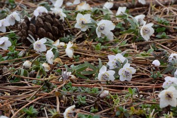まだ寒い早春に咲く小さなセツブンソウの花