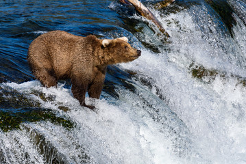 Young brown bear fishing for salmon on the lip of Brooks Falls, Katmai National Park, Alaska, USA