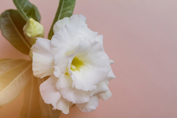 Beautiful white flower rose or adenium on pink background with copy space. Concept for greeting card. Close up. Selective focus on petals.