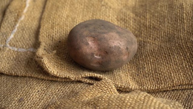 Parda Potato rotating on a jute mat 